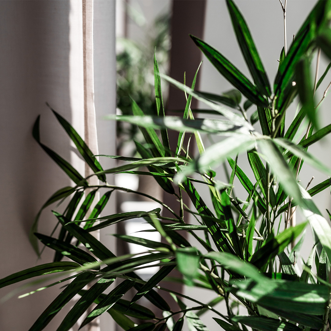 växter i kontorsmiljö